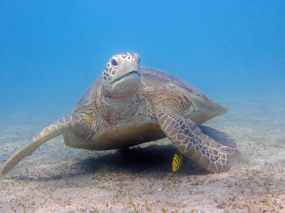 Une tortue verte (Chelonia mydas) en compagnie d'un poisson-pilote (Gnathanodon speciosus) dans le Parc naturel marin de Mayotte